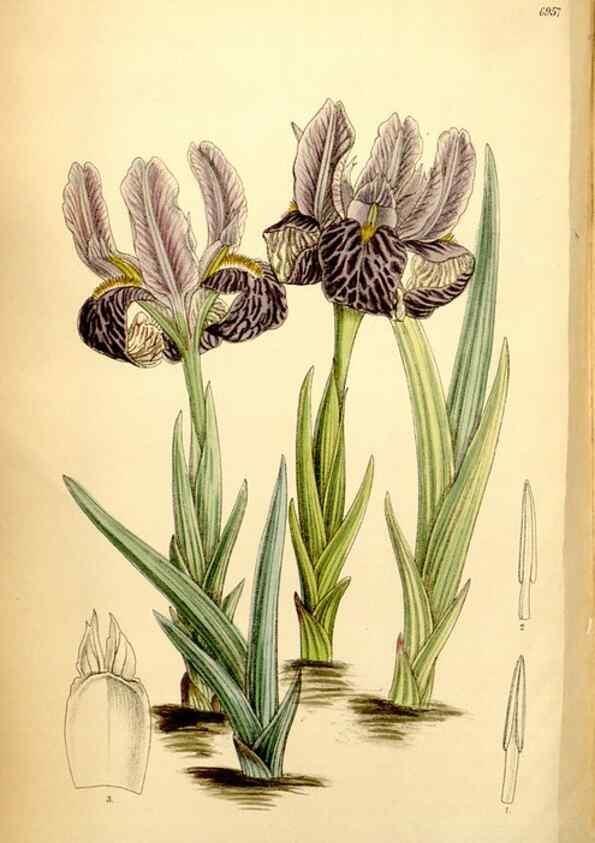Reproducción/Reproduction 35250357832: Curtis's botanical magazine.. London ; New York [etc.] :Academic Press [etc.]