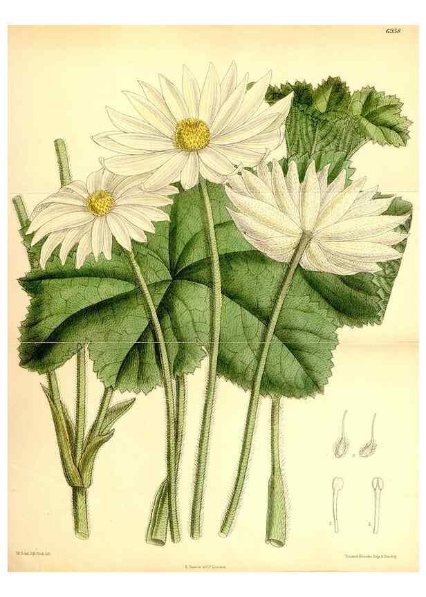 Reproducción/Reproduction 35250359042: Curtis's botanical magazine.. London ; New York [etc.] :Academic Press [etc.]