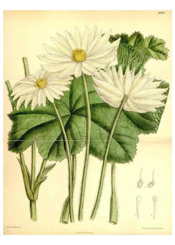 Reproducción/Reproduction 35250359042: Curtis's botanical magazine.. London ; New York [etc.] :Academic Press [etc.]