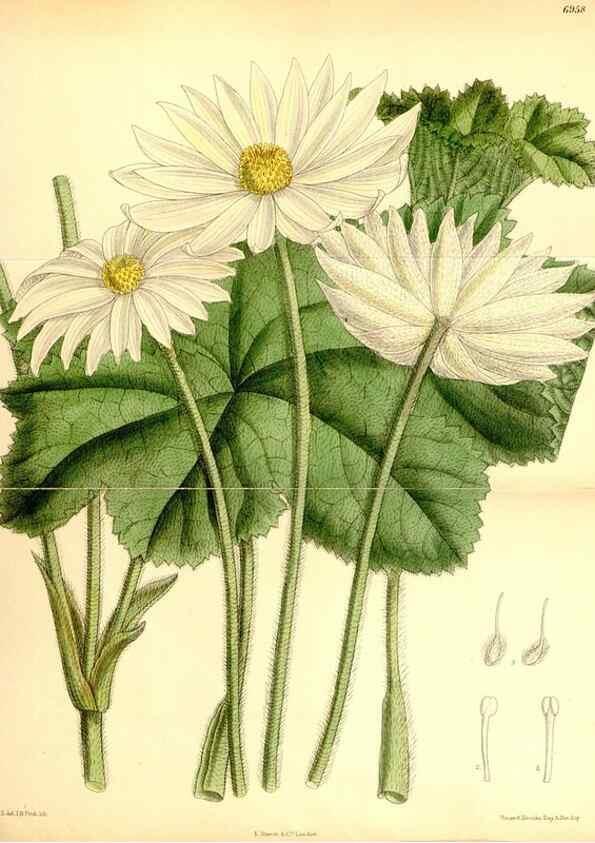 Reproducción/Reproduction 35250359042: Curtis's botanical magazine.. London ; New York [etc.] :Academic Press [etc.]