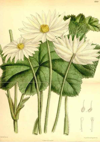 Reproducción/Reproduction 35250359042: Curtis's botanical magazine.. London ; New York [etc.] :Academic Press [etc.]