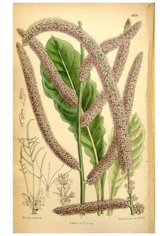 Reproducción/Reproduction 35287126921: Curtis's botanical magazine.. London ; New York [etc.] :Academic Press [etc.]