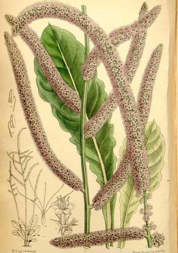 Reproducción/Reproduction 35287126921: Curtis's botanical magazine.. London ; New York [etc.] :Academic Press [etc.]