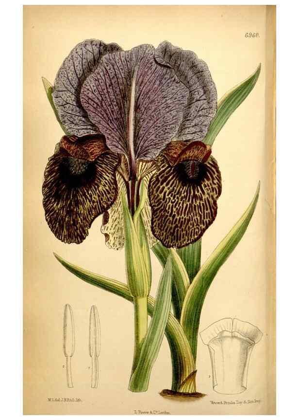 Reproducción/Reproduction 35287127991: Curtis's botanical magazine.. London ; New York [etc.] :Academic Press [etc.]