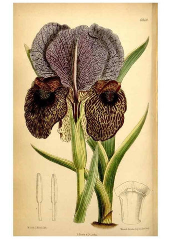 Reproducción/Reproduction 35287127991: Curtis's botanical magazine.. London ; New York [etc.] :Academic Press [etc.]