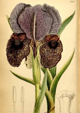 Reproducción/Reproduction 35287127991: Curtis's botanical magazine.. London ; New York [etc.] :Academic Press [etc.]