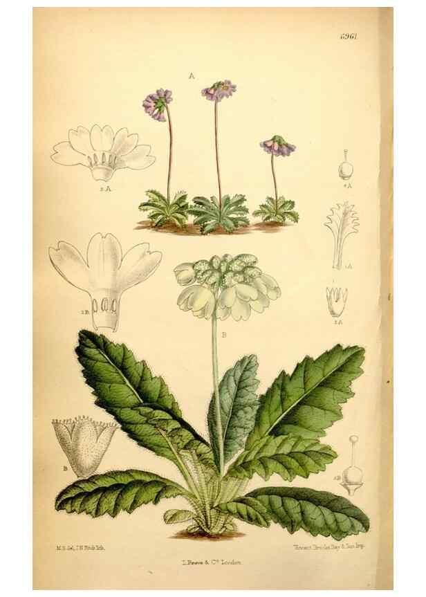 Reproducción/Reproduction 35287129641: Curtis's botanical magazine.. London ; New York [etc.] :Academic Press [etc.]