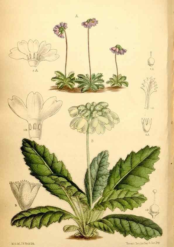 Reproducción/Reproduction 35287129641: Curtis's botanical magazine.. London ; New York [etc.] :Academic Press [etc.]