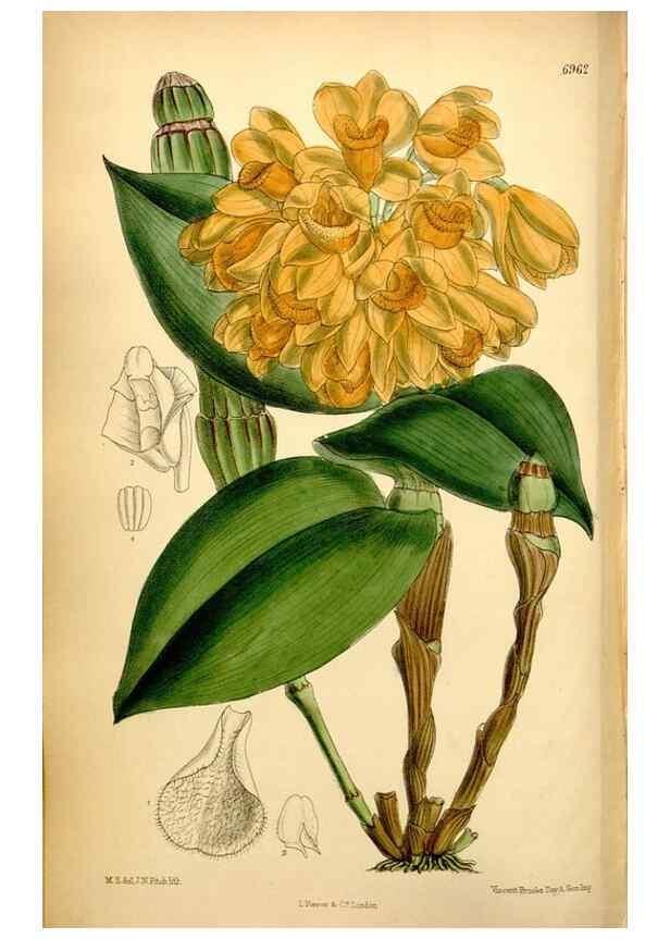 Reproducción/Reproduction 35377382296: Curtis's botanical magazine.. London ; New York [etc.] :Academic Press [etc.]