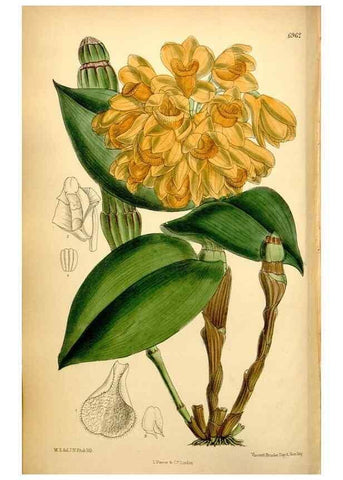 Reproducción/Reproduction 35377382296: Curtis's botanical magazine.. London ; New York [etc.] :Academic Press [etc.]