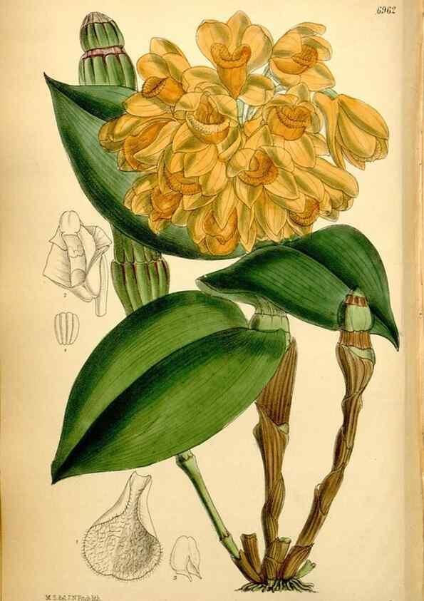 Reproducción/Reproduction 35377382296: Curtis's botanical magazine.. London ; New York [etc.] :Academic Press [etc.]