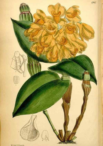 Reproducción/Reproduction 35377382296: Curtis's botanical magazine.. London ; New York [etc.] :Academic Press [etc.]