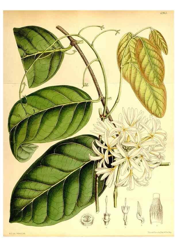 Reproducción/Reproduction 35377383656: Curtis's botanical magazine.. London ; New York [etc.] :Academic Press [etc.]