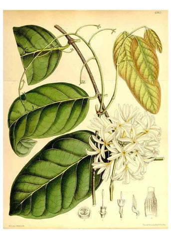 Reproducción/Reproduction 35377383656: Curtis's botanical magazine.. London ; New York [etc.] :Academic Press [etc.]