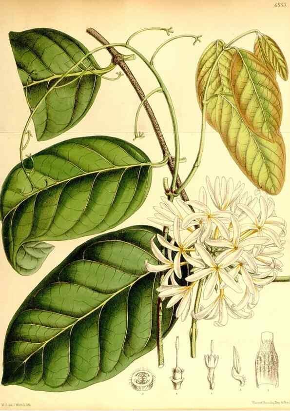 Reproducción/Reproduction 35377383656: Curtis's botanical magazine.. London ; New York [etc.] :Academic Press [etc.]