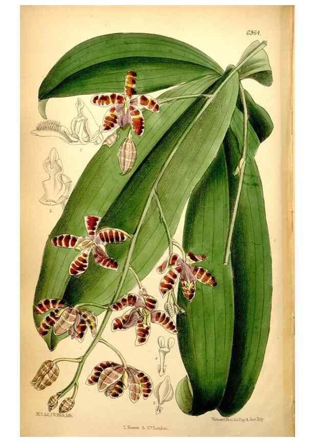 Reproducción/Reproduction 35287133571: Curtis's botanical magazine.. London ; New York [etc.] :Academic Press [etc.]