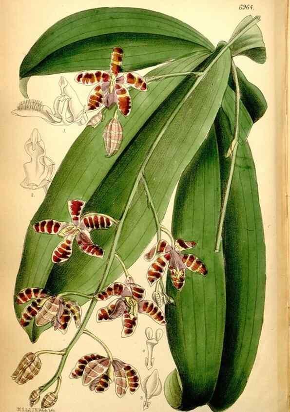 Reproducción/Reproduction 35287133571: Curtis's botanical magazine.. London ; New York [etc.] :Academic Press [etc.]