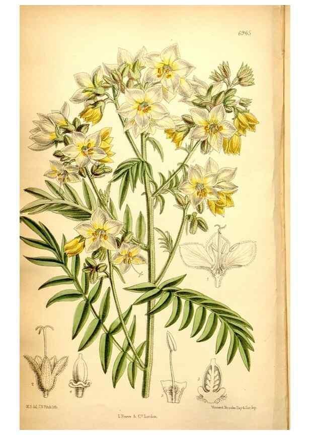 Reproducción/Reproduction 35287135171: Curtis's botanical magazine.. London ; New York [etc.] :Academic Press [etc.]