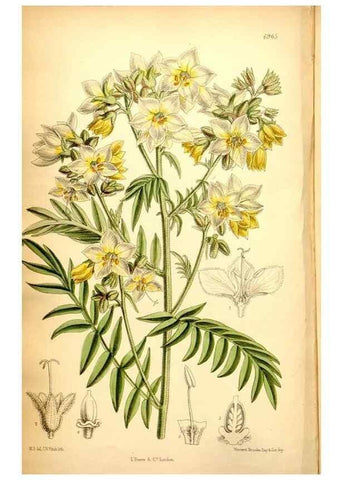 Reproducción/Reproduction 35287135171: Curtis's botanical magazine.. London ; New York [etc.] :Academic Press [etc.]