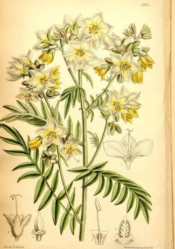 Reproducción/Reproduction 35287135171: Curtis's botanical magazine.. London ; New York [etc.] :Academic Press [etc.]