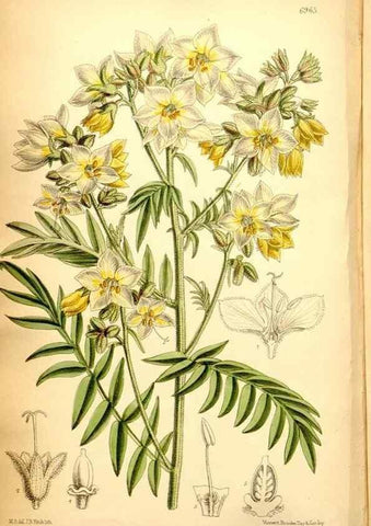 Reproducción/Reproduction 35287135171: Curtis's botanical magazine.. London ; New York [etc.] :Academic Press [etc.]