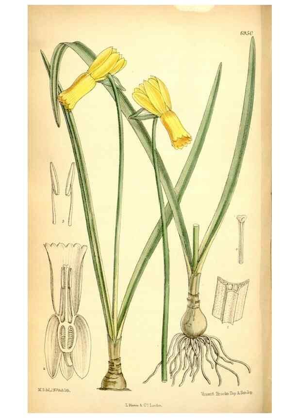 Reproducción/Reproduction 35250338282: Curtis's botanical magazine.. London ; New York [etc.] :Academic Press [etc.]