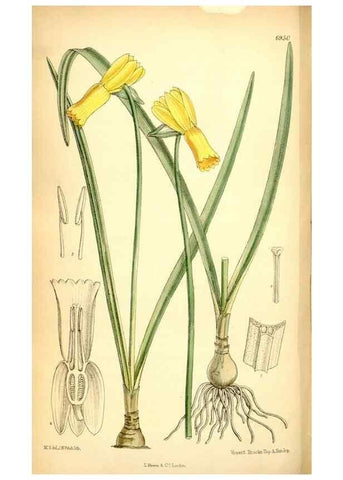 Reproducción/Reproduction 35250338282: Curtis's botanical magazine.. London ; New York [etc.] :Academic Press [etc.]