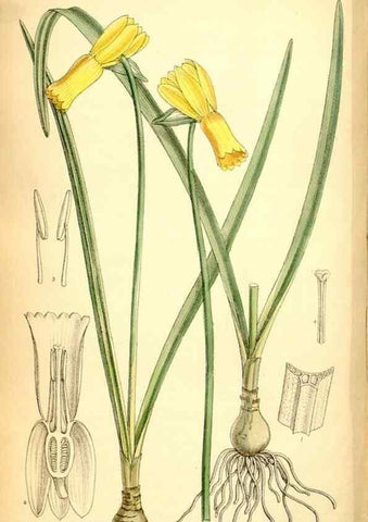 Reproducción/Reproduction 35250338282: Curtis's botanical magazine.. London ; New York [etc.] :Academic Press [etc.]