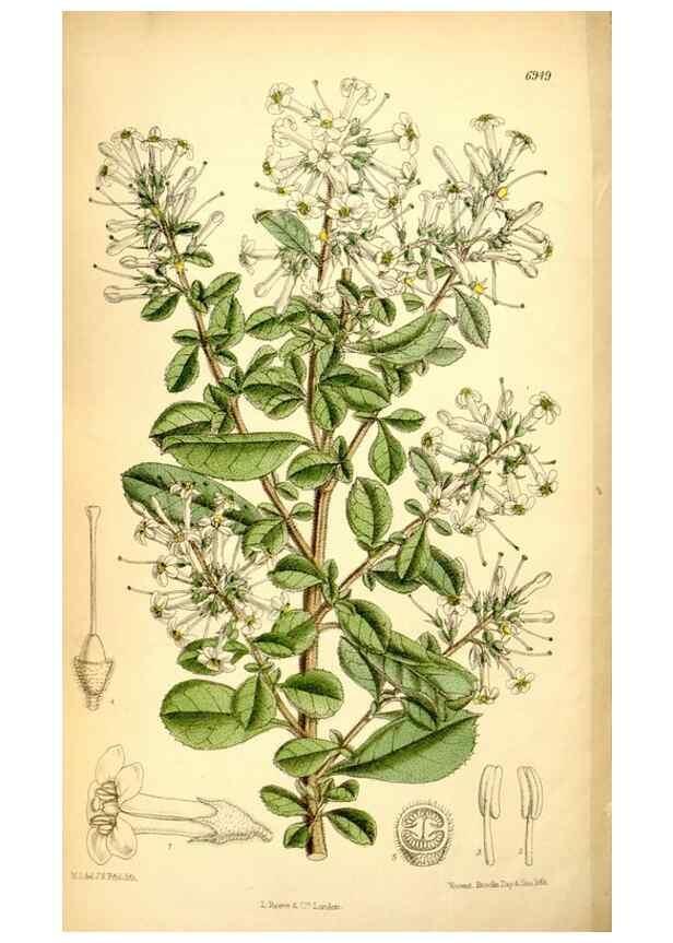Reproducción/Reproduction 35287099431: Curtis's botanical magazine.. London ; New York [etc.] :Academic Press [etc.]