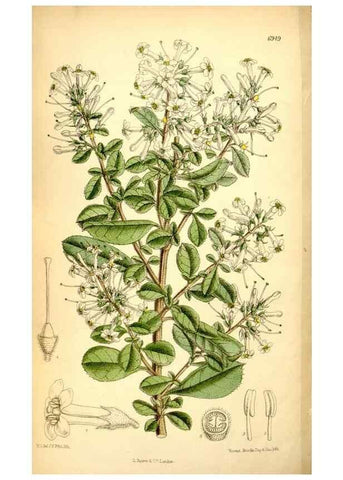Reproducción/Reproduction 35287099431: Curtis's botanical magazine.. London ; New York [etc.] :Academic Press [etc.]