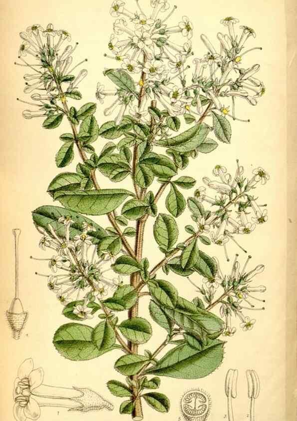 Reproducción/Reproduction 35287099431: Curtis's botanical magazine.. London ; New York [etc.] :Academic Press [etc.]