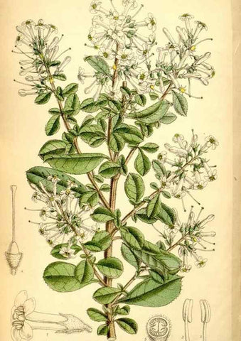 Reproducción/Reproduction 35287099431: Curtis's botanical magazine.. London ; New York [etc.] :Academic Press [etc.]