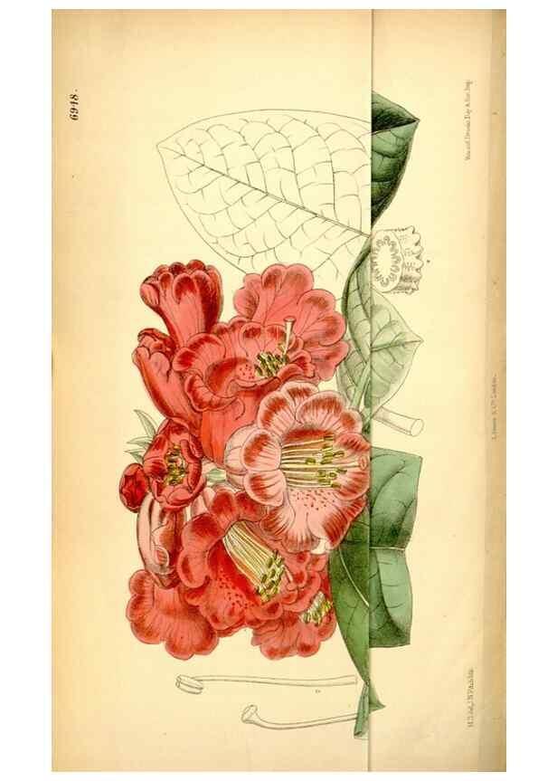 Reproducción/Reproduction 35287094881: Curtis's botanical magazine.. London ; New York [etc.] :Academic Press [etc.]