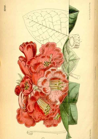 Reproducción/Reproduction 35287094881: Curtis's botanical magazine.. London ; New York [etc.] :Academic Press [etc.]