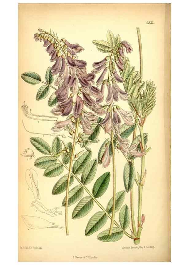 Reproducción/Reproduction 34574914584: Curtis's botanical magazine.. London ; New York [etc.] :Academic Press [etc.]