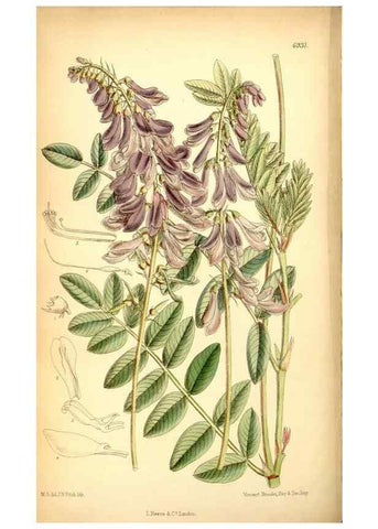 Reproducción/Reproduction 34574914584: Curtis's botanical magazine.. London ; New York [etc.] :Academic Press [etc.]