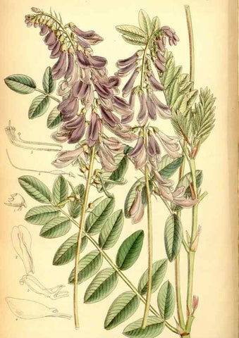 Reproducción/Reproduction 34574914584: Curtis's botanical magazine.. London ; New York [etc.] :Academic Press [etc.]