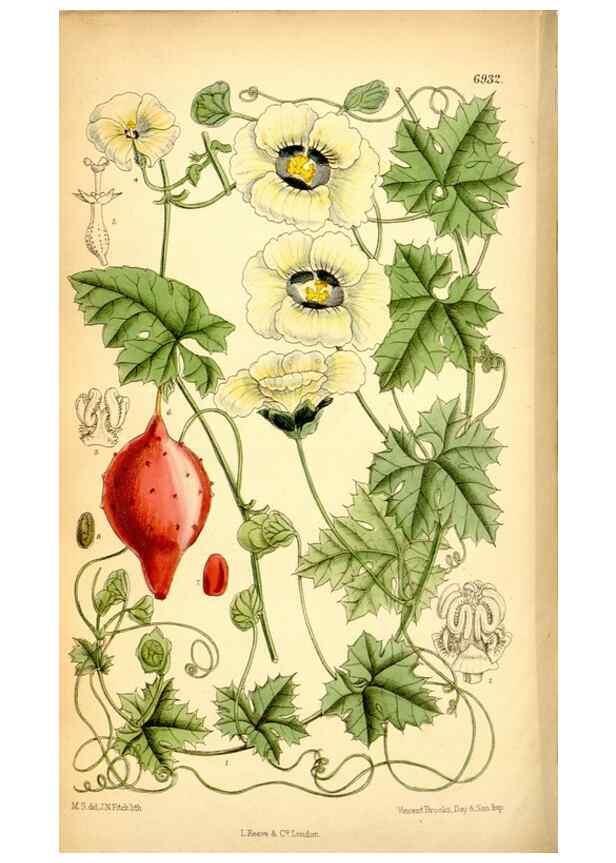 Reproducción/Reproduction 34574918394: Curtis's botanical magazine.. London ; New York [etc.] :Academic Press [etc.]