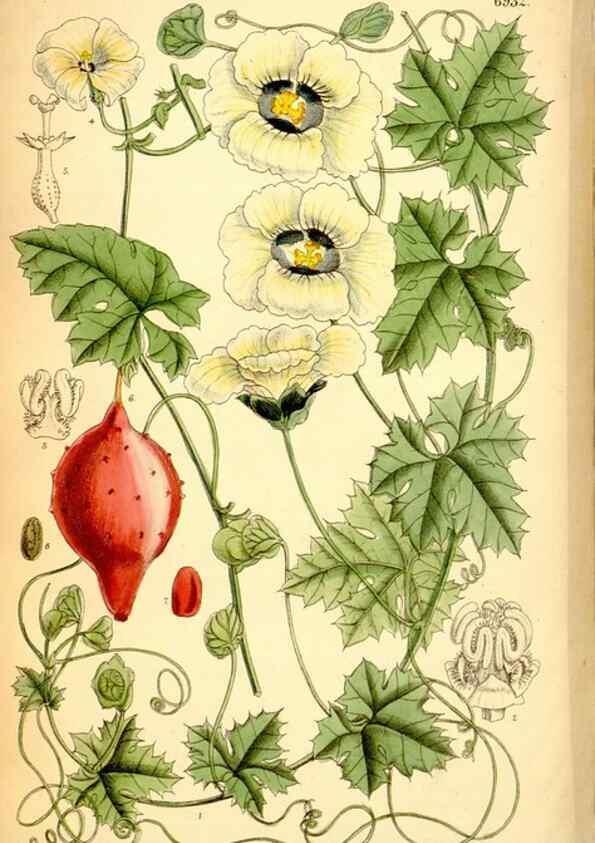 Reproducción/Reproduction 34574918394: Curtis's botanical magazine.. London ; New York [etc.] :Academic Press [etc.]