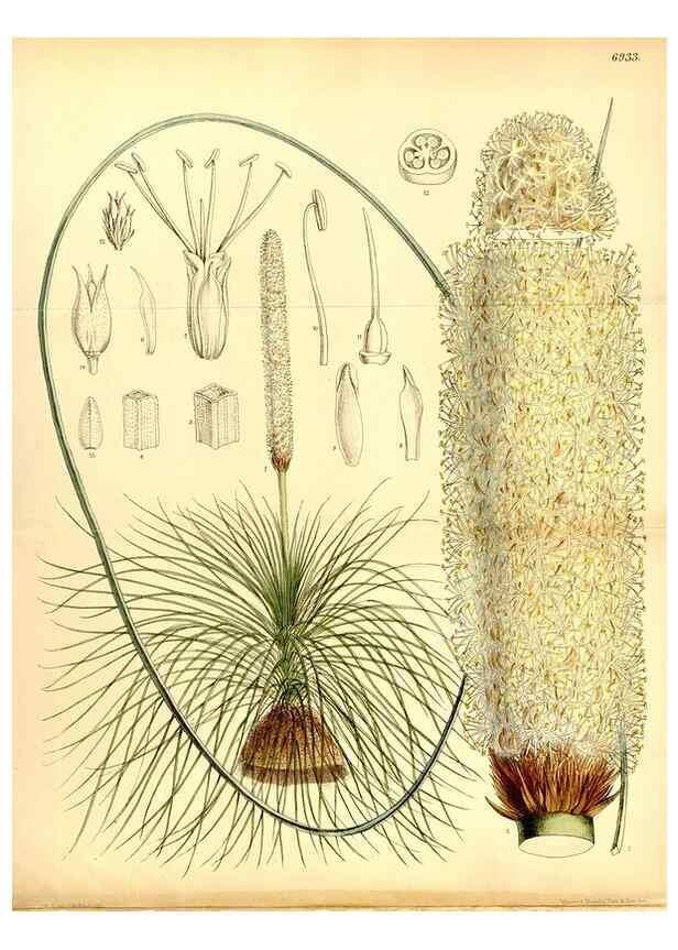 Reproducción/Reproduction 35377311606: Curtis's botanical magazine.. London ; New York [etc.] :Academic Press [etc.]