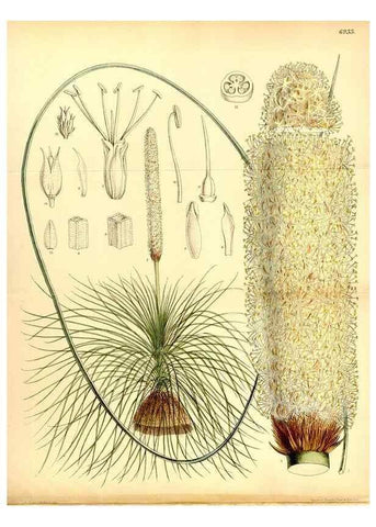 Reproducción/Reproduction 35377311606: Curtis's botanical magazine.. London ; New York [etc.] :Academic Press [etc.]