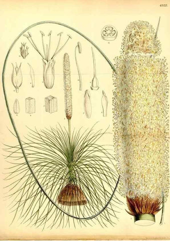 Reproducción/Reproduction 35377311606: Curtis's botanical magazine.. London ; New York [etc.] :Academic Press [etc.]