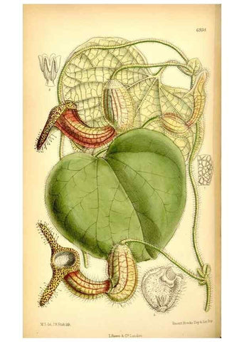 Reproducción/Reproduction 35377315106: Curtis's botanical magazine.. London ; New York [etc.] :Academic Press [etc.]
