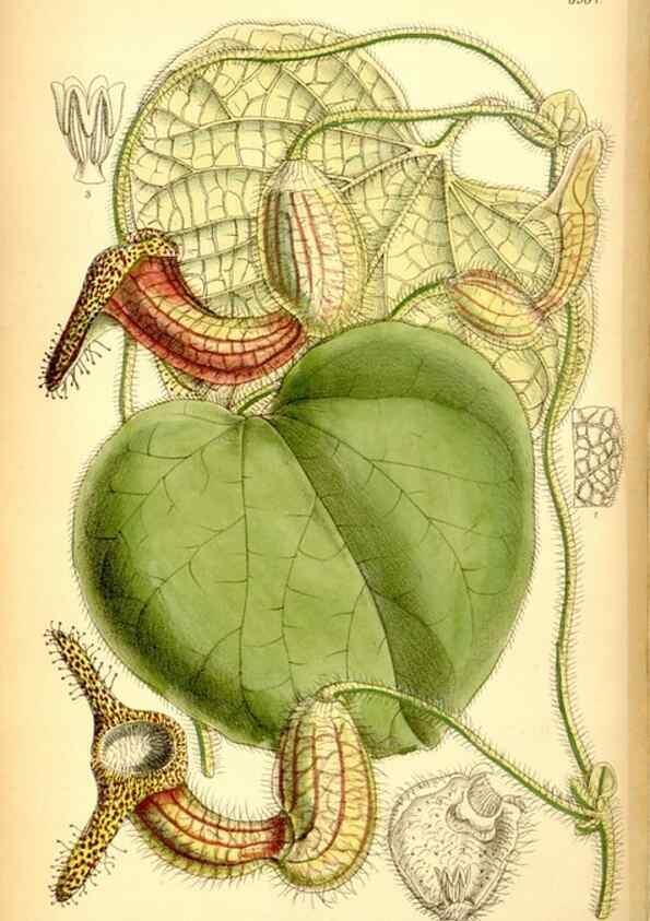 Reproducción/Reproduction 35377315106: Curtis's botanical magazine.. London ; New York [etc.] :Academic Press [etc.]