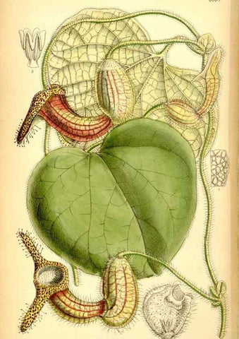 Reproducción/Reproduction 35377315106: Curtis's botanical magazine.. London ; New York [etc.] :Academic Press [etc.]