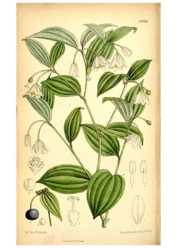 Reproducción/Reproduction 35377318086: Curtis's botanical magazine.. London ; New York [etc.] :Academic Press [etc.]