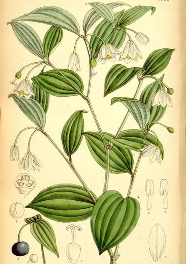 Reproducción/Reproduction 35377318086: Curtis's botanical magazine.. London ; New York [etc.] :Academic Press [etc.]