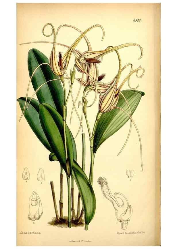 Reproducción/Reproduction 35377321326: Curtis's botanical magazine.. London ; New York [etc.] :Academic Press [etc.]