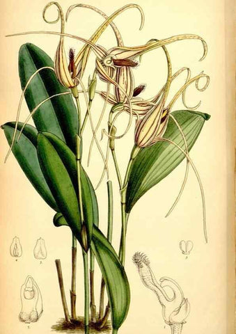 Reproducción/Reproduction 35377321326: Curtis's botanical magazine.. London ; New York [etc.] :Academic Press [etc.]