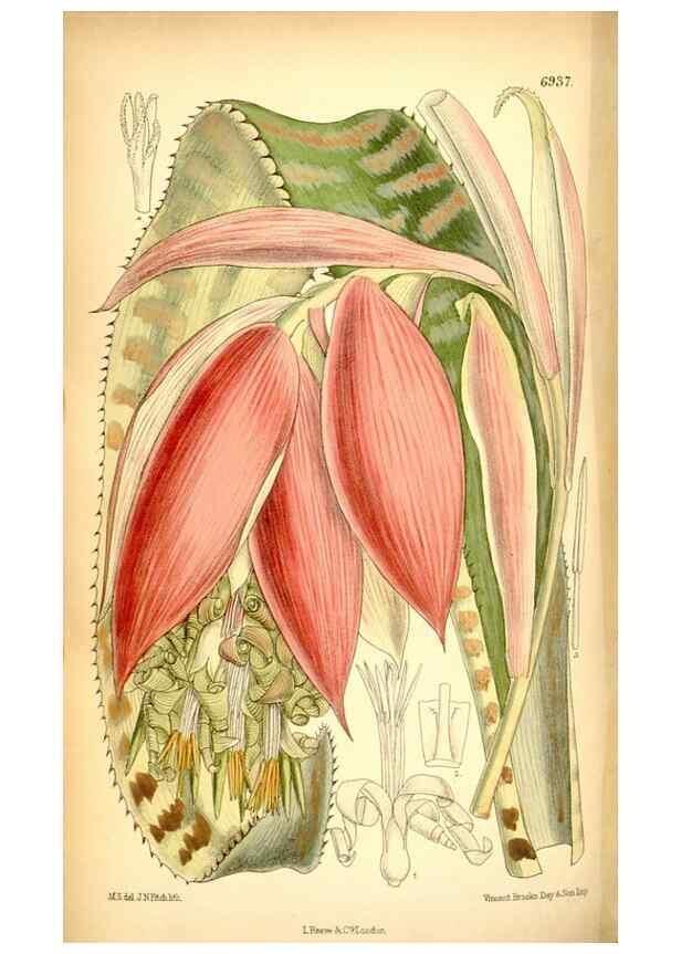 Reproducción/Reproduction 35416724735: Curtis's botanical magazine.. London ; New York [etc.] :Academic Press [etc.]